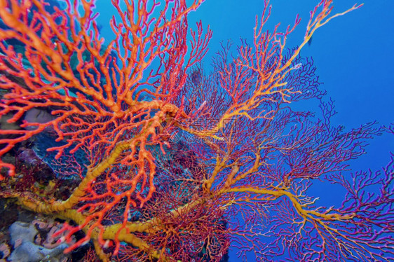 水下海风鞭高戈尼扬珊瑚礁布纳肯海洋公园布纳肯北苏拉威西印度尼亚洲美丽的可爱图片