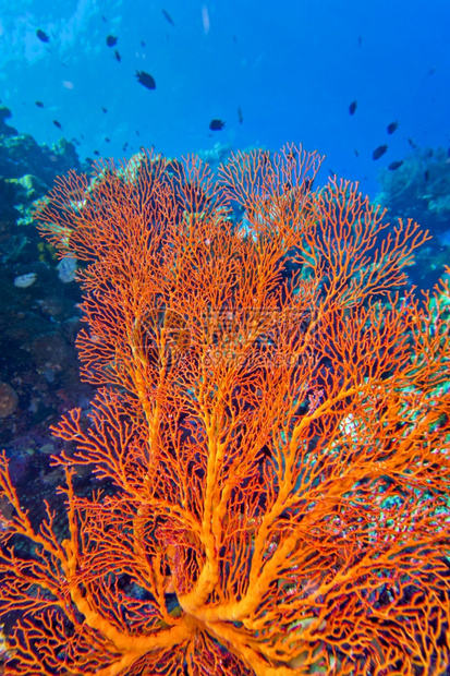 海风鞭高戈尼扬珊瑚礁布纳肯海洋公园布纳肯北苏拉威西印度尼亚洲扇子海底荒野图片