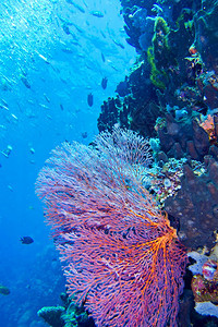 海风鞭高戈尼扬珊瑚礁布纳肯海洋公园布纳肯北苏拉威西印度尼亚洲可爱的临海生物学图片