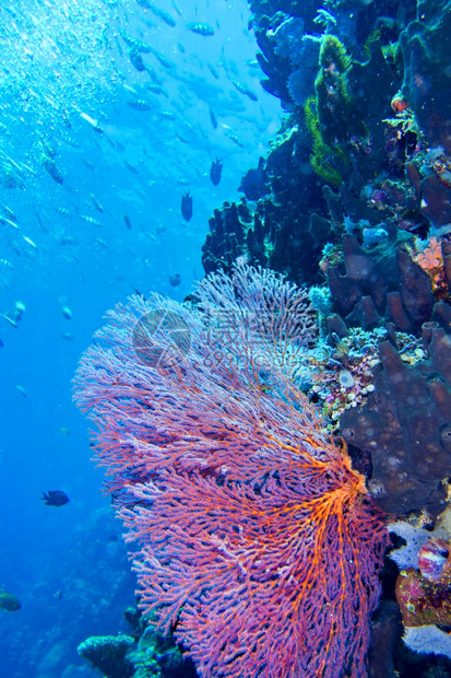 海风鞭高戈尼扬珊瑚礁布纳肯海洋公园布纳肯北苏拉威西印度尼亚洲可爱的临海生物学图片
