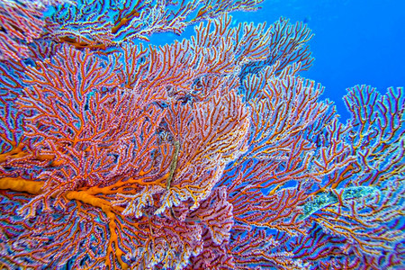 水下息肉海风鞭高戈尼扬珊瑚礁布纳肯海洋公园布纳肯北苏拉威西印度尼亚洲动物学图片