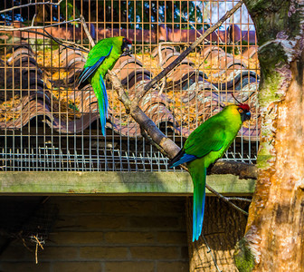 一种坐在树枝上的两只角长尾鹦鹉来自新卡列多尼亚的鹦鹉受到威胁处于弱势地位的鸟种配有色图片