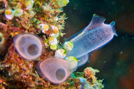 生物多样亚西迪图尼基地克拉维利纳富集区珊瑚礁莱姆贝赫北苏拉威西印度尼亚洲水被囊图片