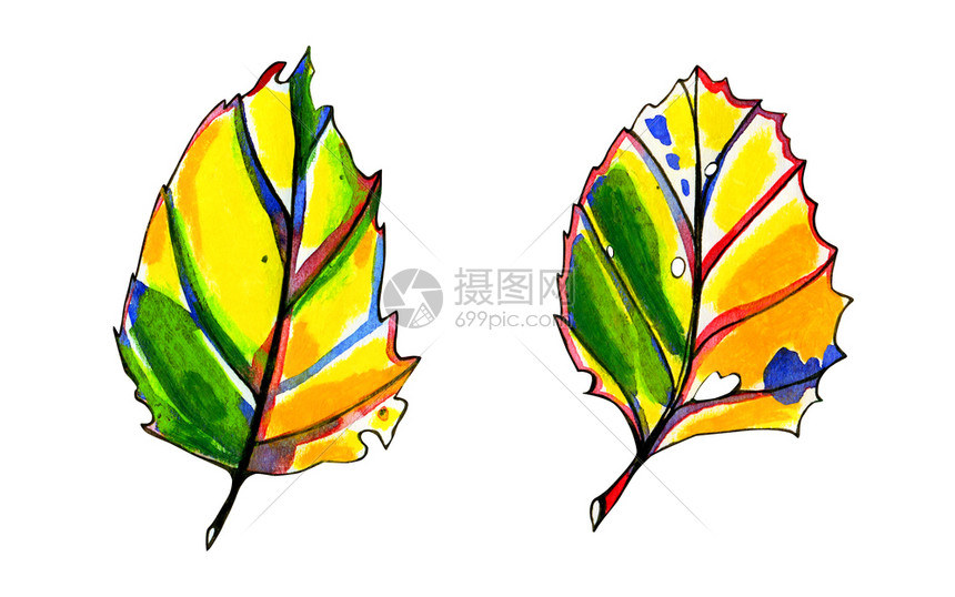 秋天装饰森林两幅水彩风格化图形秋叶手绘柔和的黄色橙绿蓝红和黑墨水轮廓白背景上的孤立对象两幅水彩风格化图形秋叶图片