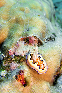 海蛞蝓DoridNudibranchChromodorisChromodoriscoi布纳肯海洋公园布纳肯北苏拉威西印度尼亚洲水图片