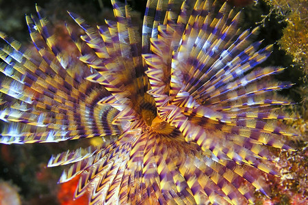 地中海法属虫螺旋型spallanzaniCaboCopePuntasdelCalnegre自然公园地中海Murcia西班牙欧洲动图片