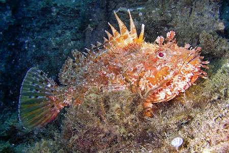 礁生物学拉斯卡RedScorpionfishScorpaenascrofaCaboCopePuntasdelCalnegre自然图片