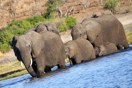 苹果浏览器动物群大象非洲属乔贝河公园博茨瓦纳非洲图片