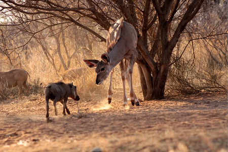 年轻的Kudu母羊与爱出风头的疣猪对峙黄芪灌木丛警报图片