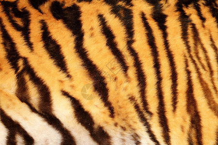 老的美丽虎纹身毛皮动物带上的条纹丛林荒野图片
