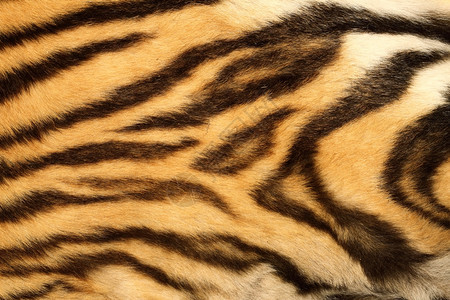 丛林紧贴在真正的老虎皮上黑色的漂亮条纹黄野生动物图片