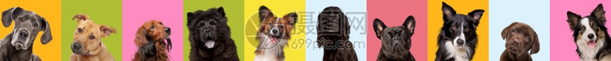 五彩缤纷复制空间十种不同犬在多彩姿的明亮背景下拼贴狗情绪表销售标题横幅或传单的概念十种不同犬在多彩姿的明亮背景下拼贴绿色图片