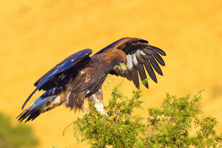 自然金鹰AquilaChrysaetos地中海森林卡斯蒂利亚和里昂西班牙欧洲荒芜之地生物多样图片