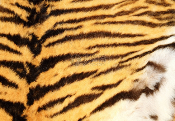 荒野真实老虎皮天然毛背景的详细纹理猎人有条的图片