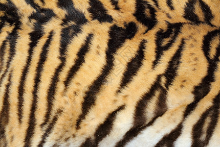 颜色荒野浅褐的真正老虎毛美丽猎物身上毛皮的纹理图片