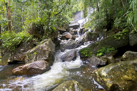 水生物群落新鲜的瀑布辛哈拉贾公园雨林辛哈拉贾森保护区世界遗产址教科文组织生物圈保护区斯里兰卡荒野地区亚洲图片