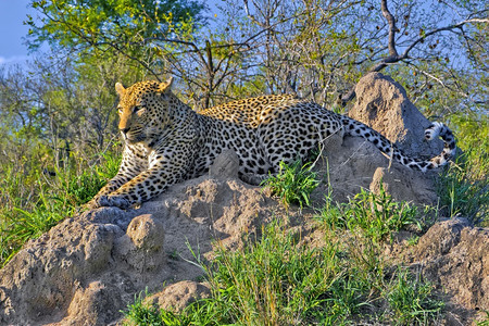 避难所豹Pantherapardus克鲁格公园南非洲野生动物黑豹图片