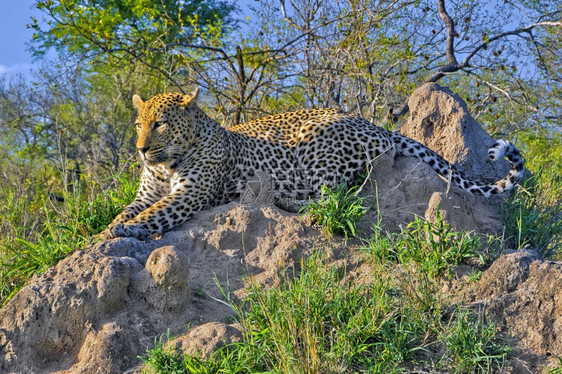 避难所豹Pantherapardus克鲁格公园南非洲野生动物黑豹图片