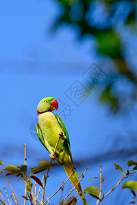 喙荒芜之地亚历山大AlexandrineParakeetPsittaculaeupatria河流森林皇家巴迪亚国公园巴迪亚公园尼图片