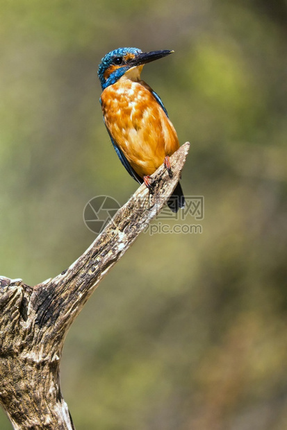 喙翠鸟AlcedoathisMonfrague公园生物圈保护区卡塞雷斯省埃特马杜拉西班牙欧洲观鸟野生动物图片