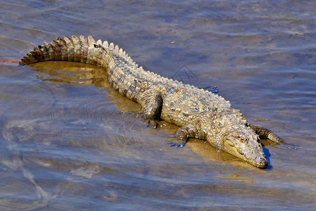 环境的捕食者MuggerCrocodileCrocodyluspalustris湿地皇家巴迪亚国公园巴迪亚公园尼泊尔亚洲苹果浏览图片