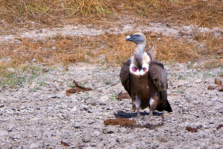 生态旅游的GriffonVultureGypsfulvusMonfragueNationalParkBiosphereReser图片