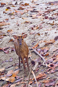 生物学环境BarkingDeerMuntjacsMastreaniDeerMuntiacusmuntjakRoyalBardia图片