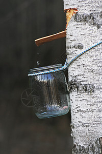 SAP玻璃罐挂在BirchA的树干上一滴果汁掉进罐子里降低树液植物图片