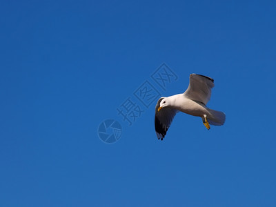 在iphone游戏停止公司股票指数插画  |窗口俯视夜恒星在圆轮形大纲