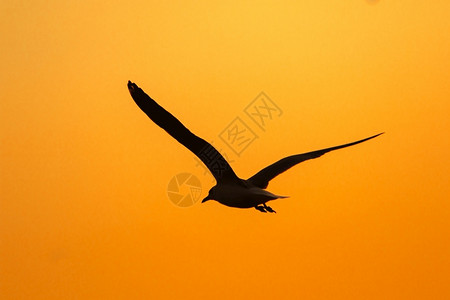云海洋鸥在日落上方飞翔有着美丽的橙色背景休眠声捕食者图片