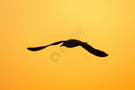 海鸥在日落上方飞翔有着美丽的橙色背景休眠声黎明北方夏天图片