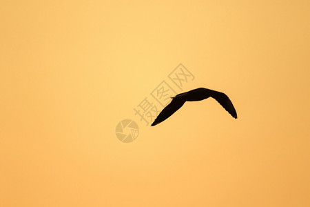 自由水海鸥在日落上方飞翔有着美丽的橙色背景休眠声阳光图片