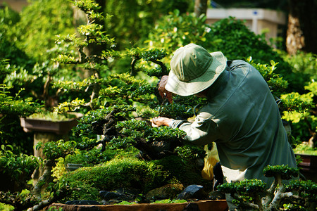 切割职员关心在越南胡志明市公园白天做树木护工人亚洲正在切骨盆树图片