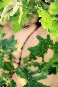 灯丝飞沫活的橡树叶间无形蛛网绿色橡树叶间的透明蛛网Spiderrsquosweb特写镜头生活在橡树叶间的蜘蛛网上水滴生活在绿色树图片
