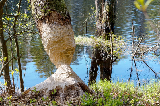 切碎生态系统植物一条带有海狸小径的树干海狸在河上咀嚼一棵树啃过池塘上的树干一条带有海狸小径的树干海狸在河边咀嚼一棵树图片