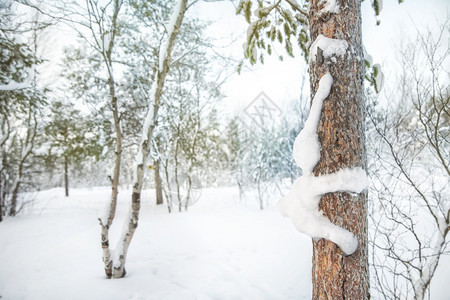 木头冬季冻松林观与树干上的雪兔搞笑艺术冬季冻松林观及树上雪兔搞笑艺术灵感寒冷的图片
