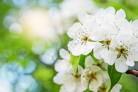 果园幼梨开花的枝春青初梨子花朵刺近模糊的背景花园公图片