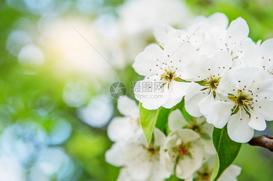 果园幼梨开花的枝春青初梨子花朵刺近模糊的背景花园公图片