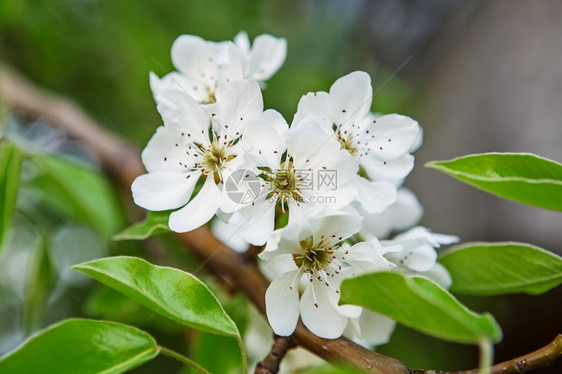 幼梨开花的枝春青初梨子花朵刺近模糊的背景观水果风图片