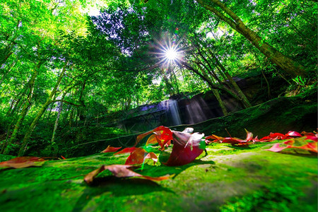 翠天堂森林泰国PhuKradueng公园深林中美丽的热带雨林瀑布泰国图片