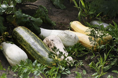 Zucchini和南瓜不同品种的南瓜和西培育蔬菜庄稼图片