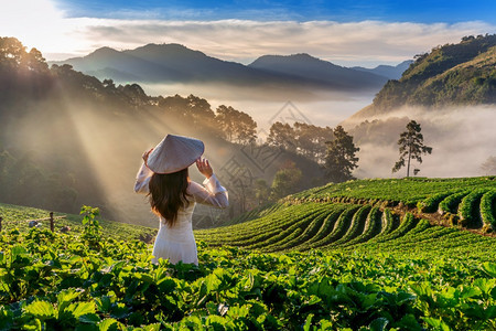 麦蒋景观穿着越南文化的亚洲妇女传统在泰国清迈DoiAngKhang清迈草莓园图片