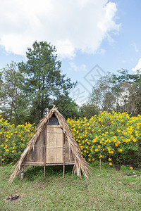 农业一种在草坪上的小棚子一片灌木背景里有黄色花朵木制的图片