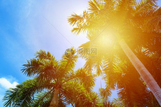 明亮的植物一种热带棕榈树阳光照亮明蓝天空夏季暑假和旅行日概念带有复制空间和抽象背景夏天的影印空间图片