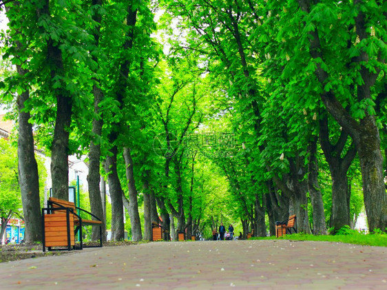 有长廊小径和大绿树的公园有长廊小径的美丽公园高绿树和长椅王冠分支机构草地图片