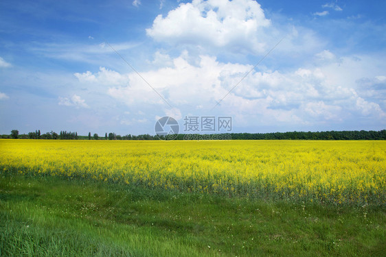 油料生长自然黄色种子田地和蓝天空阳光明媚的一天有云黄色种子田地和蓝色天空云彩图片