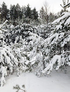 场景建造降雪冬季在下后出现冬季的雪流在天飘动季图片