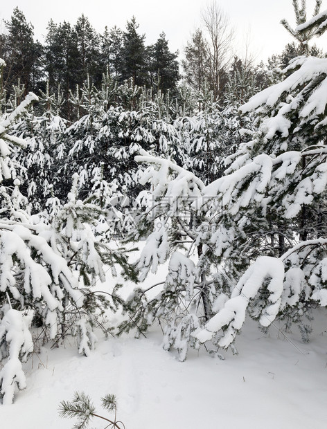 场景建造降雪冬季在下后出现冬季的雪流在天飘动季图片