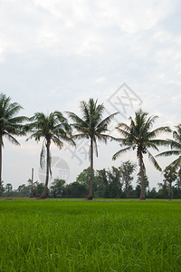 绿色白饭在稻田种植树木天空不明亮夏图片