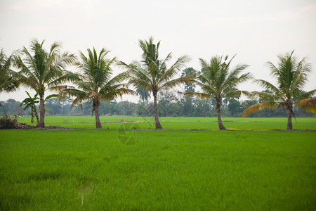 在稻田种植树木天空不明亮草热带农业图片